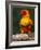 Sun Conure-Lynn M. Stone-Framed Photographic Print