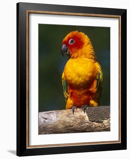 Sun Conure-Lynn M. Stone-Framed Photographic Print