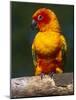 Sun Conure-Lynn M. Stone-Mounted Photographic Print