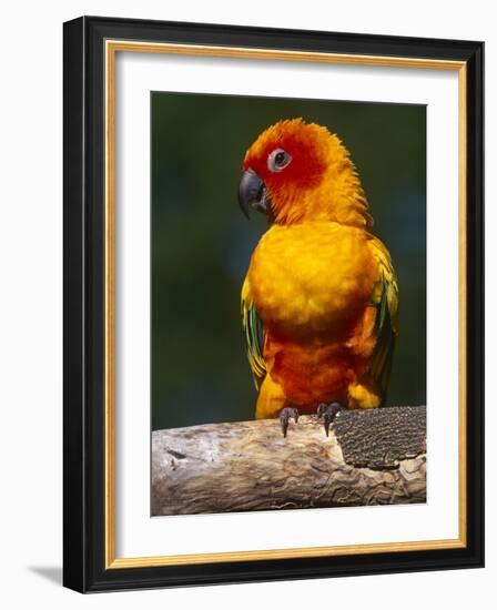 Sun Conure-Lynn M. Stone-Framed Photographic Print