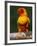 Sun Conure-Lynn M. Stone-Framed Photographic Print