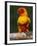 Sun Conure-Lynn M. Stone-Framed Photographic Print