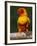 Sun Conure-Lynn M. Stone-Framed Photographic Print