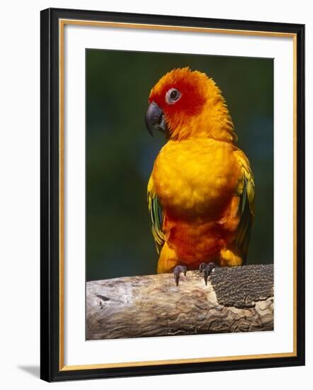 Sun Conure-Lynn M. Stone-Framed Photographic Print