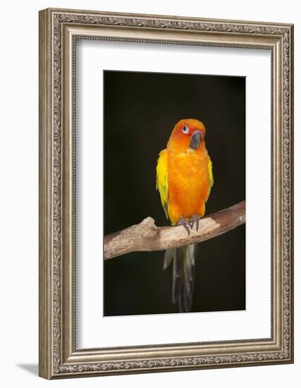 Sun Conure-Lynn M^ Stone-Framed Photographic Print