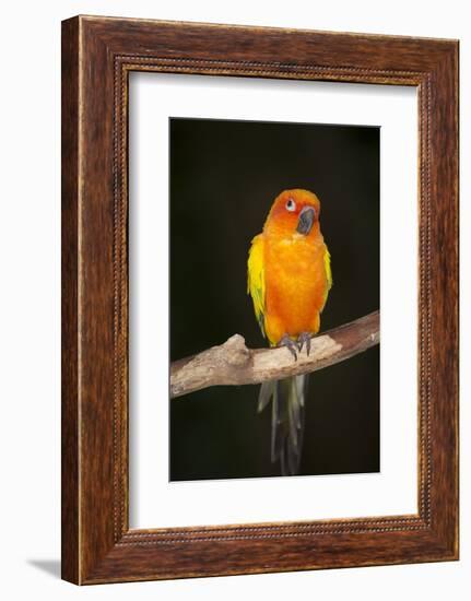 Sun Conure-Lynn M^ Stone-Framed Photographic Print