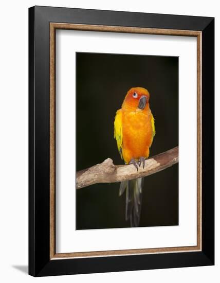 Sun Conure-Lynn M^ Stone-Framed Photographic Print