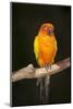 Sun Conure-Lynn M^ Stone-Mounted Photographic Print