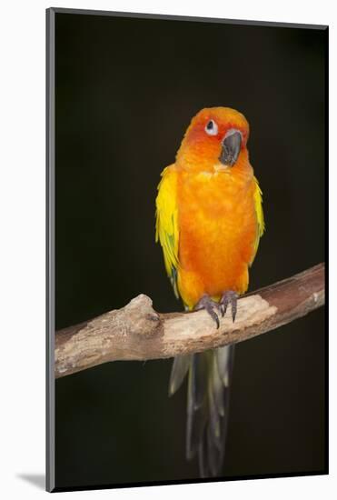 Sun Conure-Lynn M^ Stone-Mounted Photographic Print