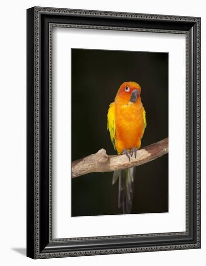 Sun Conure-Lynn M^ Stone-Framed Photographic Print