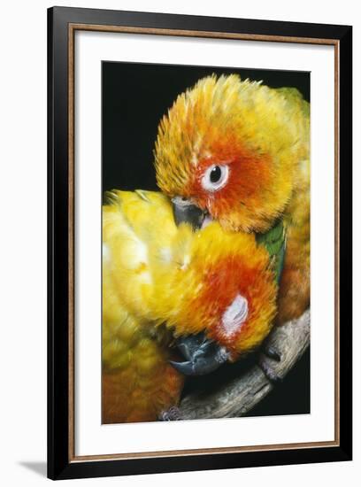 Sun Conures Two Preening-null-Framed Photographic Print