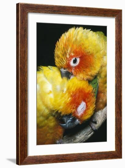 Sun Conures Two Preening-null-Framed Photographic Print