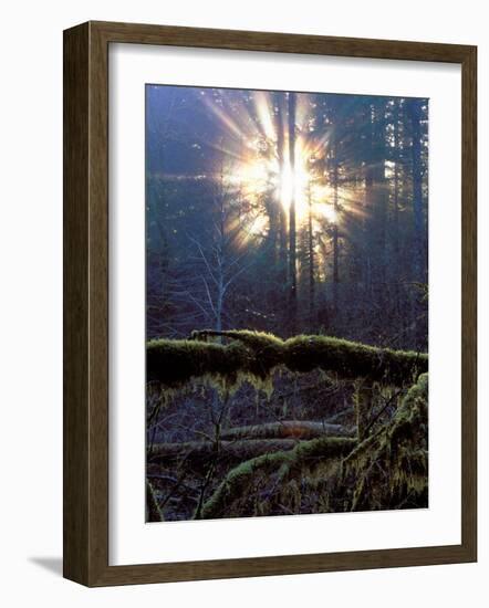 Sun Filters Through the Trees of the Coastal Mountain Range, Oregon, USA-Janis Miglavs-Framed Photographic Print