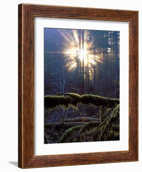 Sun Filters Through the Trees of the Coastal Mountain Range, Oregon, USA-Janis Miglavs-Framed Photographic Print