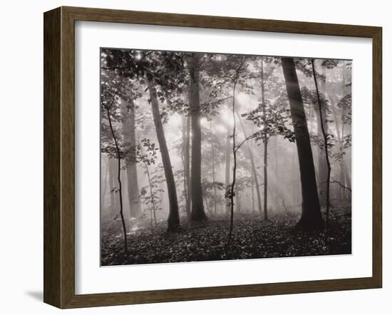 Sun Filters-Brett Aniballi-Framed Art Print