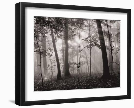 Sun Filters-Brett Aniballi-Framed Art Print