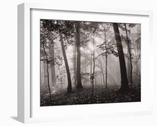 Sun Filters-Brett Aniballi-Framed Art Print