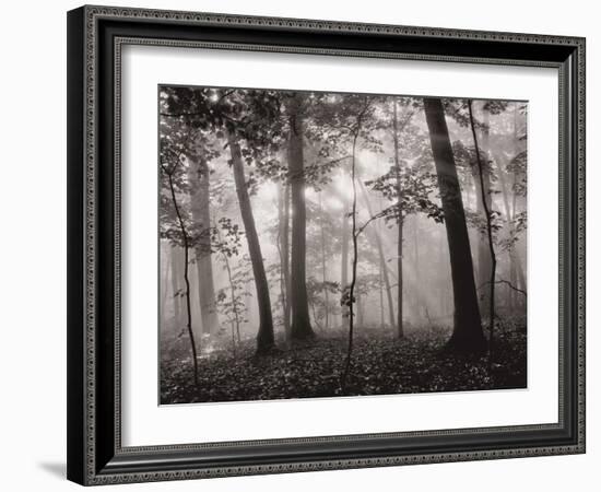 Sun Filters-Brett Aniballi-Framed Art Print