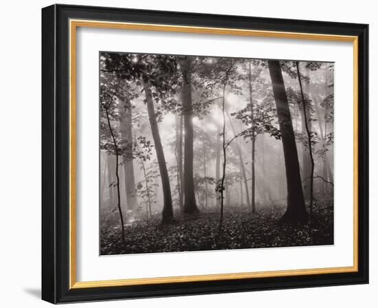 Sun Filters-Brett Aniballi-Framed Art Print