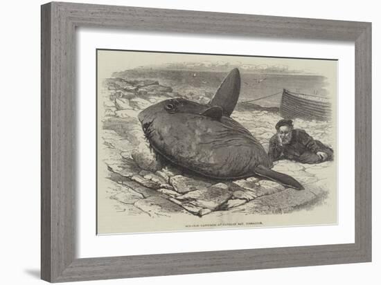 Sun-Fish Captured at Catalan Bay, Gibraltar-William Henry Pike-Framed Giclee Print