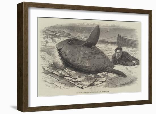 Sun-Fish Captured at Catalan Bay, Gibraltar-William Henry Pike-Framed Giclee Print
