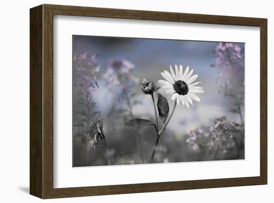 Sun Flower-Karin Connolly-Framed Art Print