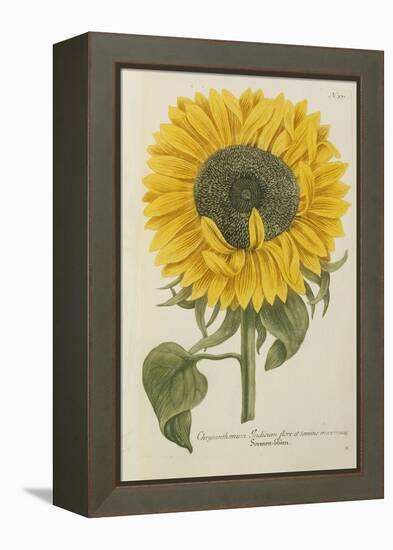 Sun Flower-Johann Wilhelm Weinmann-Framed Premier Image Canvas