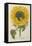 Sun Flower-Johann Wilhelm Weinmann-Framed Premier Image Canvas