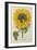 Sun Flower-Johann Wilhelm Weinmann-Framed Giclee Print