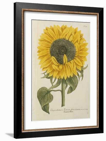 Sun Flower-Johann Wilhelm Weinmann-Framed Giclee Print