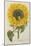 Sun Flower-Johann Wilhelm Weinmann-Mounted Giclee Print