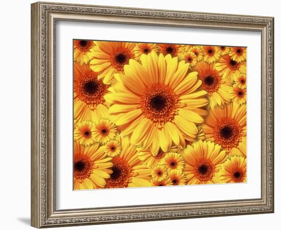 Sun flowers-Matthias Kulka-Framed Giclee Print