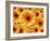 Sun flowers-Matthias Kulka-Framed Giclee Print