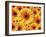 Sun flowers-Matthias Kulka-Framed Giclee Print