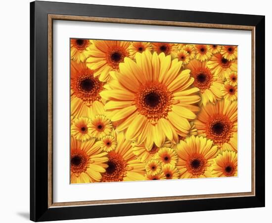 Sun flowers-Matthias Kulka-Framed Giclee Print