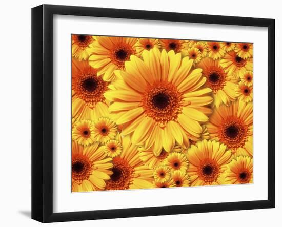 Sun flowers-Matthias Kulka-Framed Giclee Print