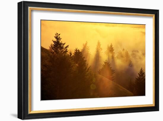 Sun Fog and Trees, Mount Tam, Marin, San Francisco Bay Area-Vincent James-Framed Photographic Print