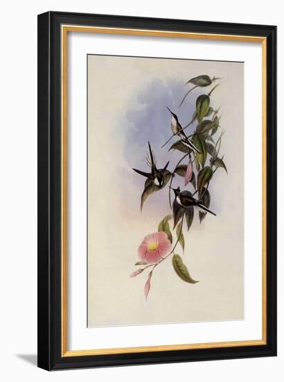 Sun Gem, Heliactin Cornuta-John Gould-Framed Giclee Print