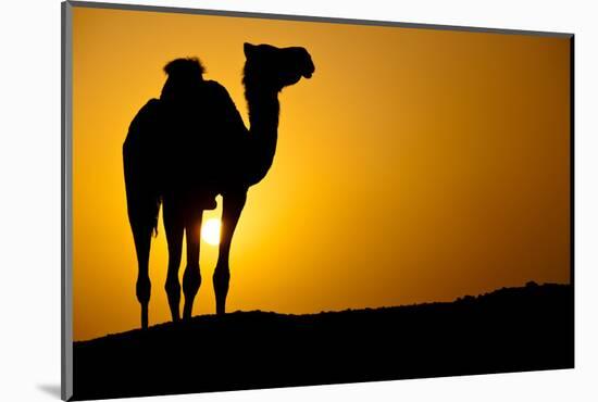 Sun Going Down in a Hot Desert: Silhouette of a Wild Camel at Sunset-l i g h t p o e t-Mounted Photographic Print