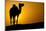 Sun Going Down in a Hot Desert: Silhouette of a Wild Camel at Sunset-l i g h t p o e t-Mounted Photographic Print