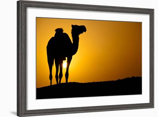 Sun Going Down in a Hot Desert: Silhouette of a Wild Camel at Sunset-l i g h t p o e t-Framed Photographic Print