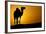 Sun Going Down in a Hot Desert: Silhouette of a Wild Camel at Sunset-l i g h t p o e t-Framed Photographic Print