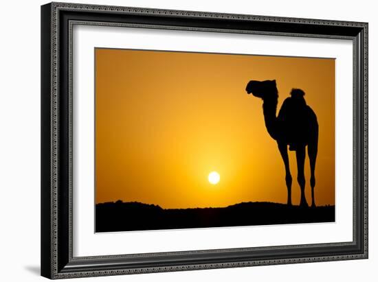 Sun Going Down in a Hot Desert: Silhouette of a Wild Camel at Sunset-l i g h t p o e t-Framed Photographic Print