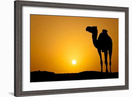 Sun Going Down in a Hot Desert: Silhouette of a Wild Camel at Sunset-l i g h t p o e t-Framed Photographic Print