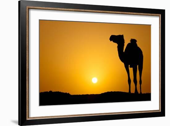 Sun Going Down in a Hot Desert: Silhouette of a Wild Camel at Sunset-l i g h t p o e t-Framed Photographic Print