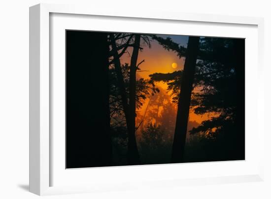 Sun in the Mist, Through the Trees, Oakland California-Vincent James-Framed Photographic Print