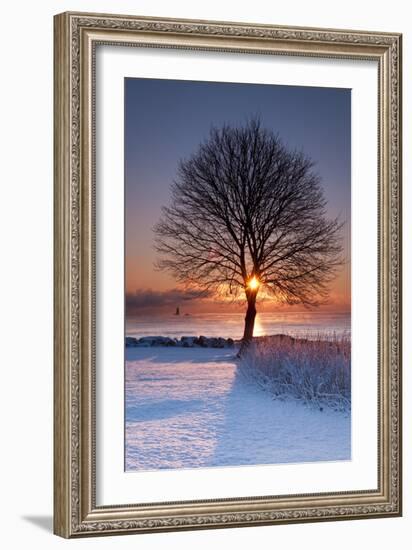 Sun In Tree-Michael Blanchette Photography-Framed Photographic Print