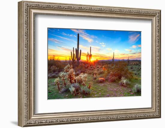 Sun is Setting between Saguaros, in Sonoran Desert.-Anton Foltin-Framed Photographic Print