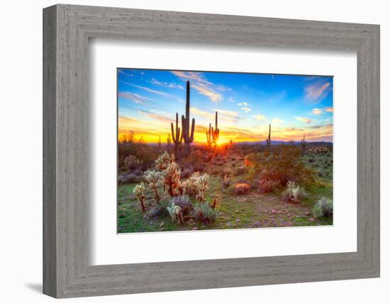 Sun is Setting between Saguaros, in Sonoran Desert.-Anton Foltin-Framed Photographic Print
