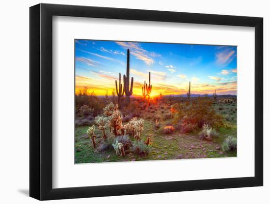 Sun is Setting between Saguaros, in Sonoran Desert.-Anton Foltin-Framed Photographic Print